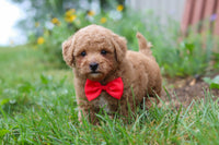Maltipoo