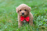 Maltipoo