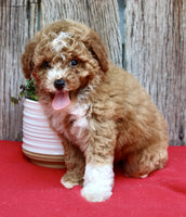 Mini Poodle