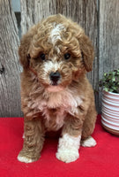 Mini Poodle