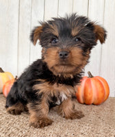 Sugar Female AKC Yorkshire Terrier $950