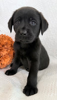 Starlight Female AKC Labrador Retriever $1150
