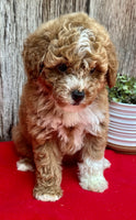 Mini Poodle