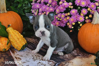 Tony Male Boston Terrier $750
