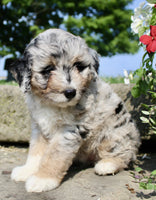 Mini Aussiepoo