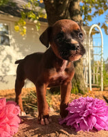 Zeus Male AKC Boxer $1950