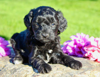 Gibbs Male Cavapoo $950