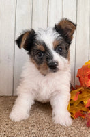 Lexie Female AKC Yorkshire Terrier $950