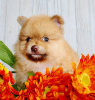 Pomeranian