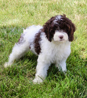 Cockapoo