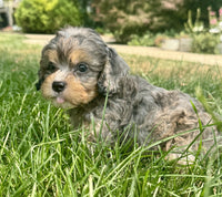 Cavapoo