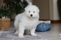 Samoyed