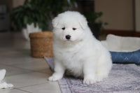 Samoyed