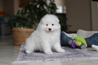 Samoyed