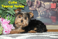 Cutie Male Teacup Yorkshire Terrier $2200