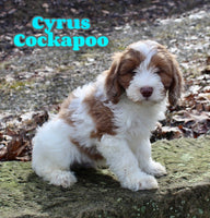 Cyrus Male Cockapoo $1150