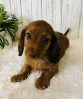 Mini Dachshund