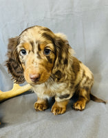 Mini Dachshund