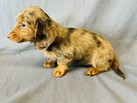 Mini Dachshund