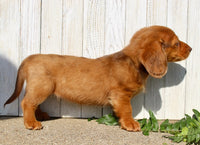 Mini Dachshund