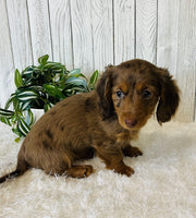 Mini Dachshund