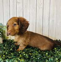 Mini Dachshund