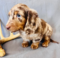 Mini Dachshund