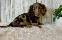 Mini Dachshund