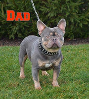 Milo Male AKC Fluffy French Bulldog $2499