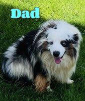 Lena Female Mini Australian Shepherd $500