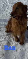 Keagan Male AKC Golden Retriever $650