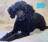 Hunter Male Shihpoo $1200