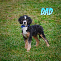 Adam Male Bernedoodle $600