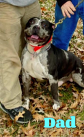 Lalith Female ABKC American Bully $2900