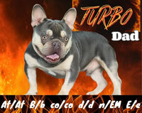 Fenn Male AKC French Bulldog $2499