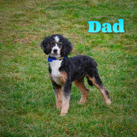 Rex Male F2 Mini Bernedoodle $850