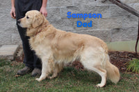 Cassie Female AKC Golden Retriever $950