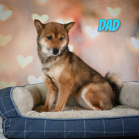 Javon Male AKC Shiba Inu $750