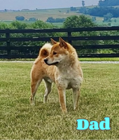 Whiskey Male AKC Shiba Inu $999