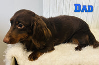 Splash Male ICA Mini Dachshund $2500