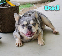 Princess Female AKC French Bulldog $3150