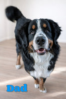 Maverick Male AKC Bernese Mountain Dog $1350
