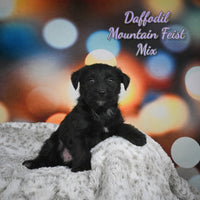 Daffodil Female Mountain Feist Mix $475