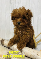 Daisy Female Mini Poodle $725