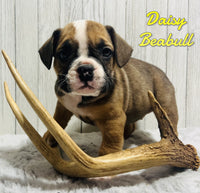 Daisy Female Beabull $875