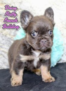 Fluffy French Bulldog