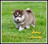 Daisy Female Pomsky $1200