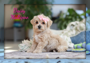 Maltipoo 