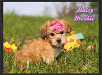 Daisy Female Morkie $1300