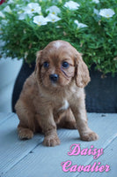 Daisy Female ACA Cavalier $950